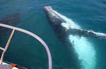 Kalbarri Whale Watching Tour Guided