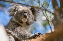 Melbourne to Great Ocean Road & Grampians 3 Day Escape