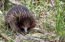 Melbourne to Great Ocean Road & Grampians 3 Day Escape