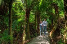 Melbourne to Great Ocean Road & Grampians 3 Day Escape