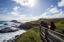 Phillip Island Penguin Parade, Wildlife and Beach Boxes Bus Tour