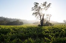 Estate Tour from Soil to Glass