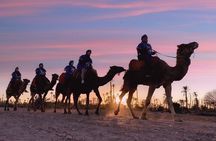 Sunset Camel Ride in the Palm Grove of Marrakech