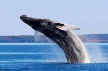 Charlevoix, Canyon St-Anne and Whale Watching 2 Days Tour