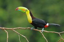 Day Trip from San Jose to La Paz Waterfall Gardens & Safari in Sarapiqui River