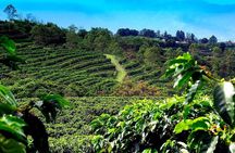 Poas Volcano + Coffee Plantations & La Paz Waterfall Gardens Trip from San Jose