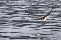 Tromsø: All-inclusive Polar Fjord & Fishing Cruise