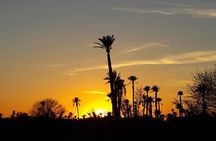 Sunset Camel Ride in the Palm Grove of Marrakech