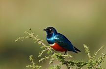 Arusha National park Day Trip