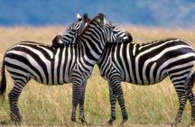 Arusha National park Day Trip