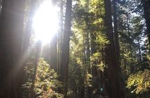 Giant Redwoods and Russian River Wine Country Trip