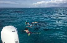 Private Half Day Stingray City, Snorkeling and Starfish Beach Tour
