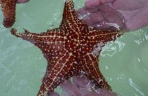 Private Half Day Stingray City, Snorkeling and Starfish Beach Tour