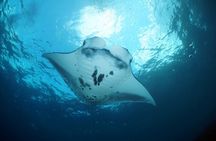Scuba Diving 3 dives including Manta Rays at Nusa Penida 