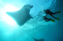 Scuba Diving 3 dives including Manta Rays at Nusa Penida 