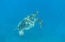 Waikiki: Turtle Canyon Morning Snorkel & Sail | Oahu