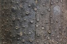  2 Hour Private Guided Walking Tour: Jewish Mainz