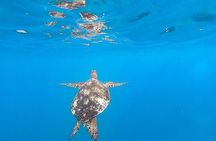 Waikiki Turtle Snorkel & Sail combo on Hawea Catamaran