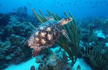 PADI Discover Scuba Dive at Coral Divers Curacao
