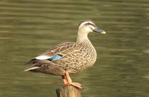 Visit to Vedanthangal Bird Sanctuary from Chennai