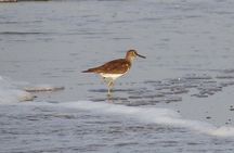 Visit to Vedanthangal Bird Sanctuary from Chennai