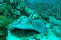 Guided shore dive on one of our house reefs for Certified Divers.