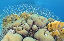 Guided shore dive on one of our house reefs for Certified Divers.
