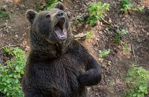 Visit Bear Rescue Center From Agra
