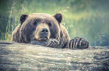 Visit Bear Rescue Center From Agra