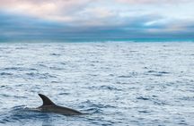 Key West Sunset Sail: Dolphin Watching, Wine, and Tapas