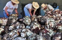 From Mazatlan - La Noria Artisan Tour The Blue Agave