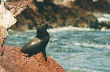 Paracas Reserve & Ballestas Islands Tour from Lima - Private Trip
