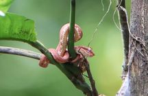 Hanging Bridges Nature History Private Walking Tour