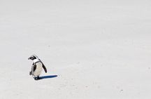 African Penguins (Boulders Beach) Half Day tour from Cape Town 