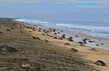 4-in-1 Tour - Mazunte,Cacao Factory, La Ventanilla & Turtle Spawn