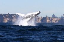 Sydney Harbour Ferry with Taronga Zoo Entry and Whale Watching Cruise