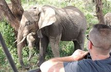 1 Day Fly In Safari from Zanzibar to Mikumi National Park
