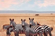 1 Day Fly In Safari from Zanzibar to Mikumi National Park