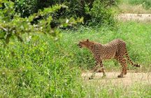 Half Day Nairobi National Park