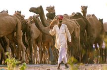 Jaipur to Pushkar One Day Tour With Local Guide