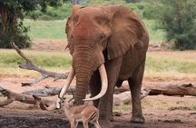 Tarangire National Park Day Trip