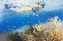 Starfish Point, Stingray City & Coral Garden (3-STOP Adventure)