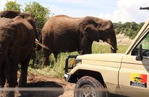 5 Days Private Safari- Tarangire, Serengeti, Ngorongoro & Manyara