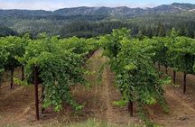 6 Hour Sonoma Wine Tasting Tour from San Francisco