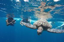 Snorkeling Tour In Gili Islands Pick Up From Lombok Or Gili