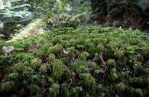 Trekking Alerce Andino National Park in Puerto Varas