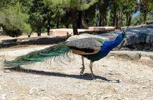 Discover Rhodes: Filerimos, Butterflies, Kameiros, Prof guide