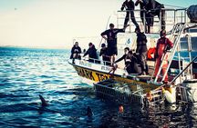 Half-Day White Shark Cage Diving from Gansbaai