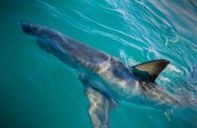 Half-Day White Shark Cage Diving from Gansbaai