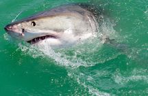 Half-Day White Shark Cage Diving from Gansbaai